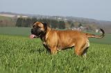 BULLMASTIFF 512